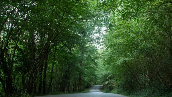 Uma Estrada Solitária Através Uma Floresta Exuberante Árvores Ripárias — Fotografia de Stock