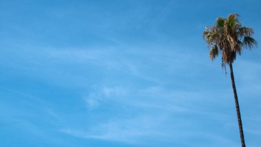 Yüz yıllık bir palmiye ağacının yalnız bir örneği ve mavi gökyüzüne karşı çok uzun ve ince bir gövde..