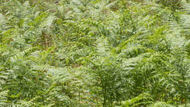 Ormanda yeşil eğreltiotu yığını