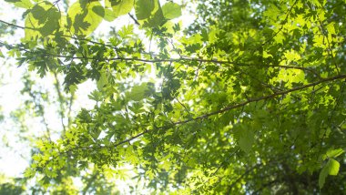 Yeşil kayın yapraklarının ayrıntıları arka plandaki güneş ışığıyla aydınlatılır..