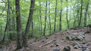 Yüzyıllık Fagus Sylvatica örnekleriyle dolu bir orman.