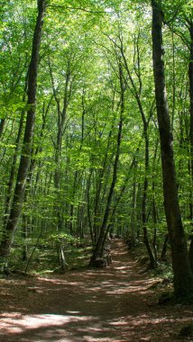 Yazın büyük kayın ağaçları ormanı