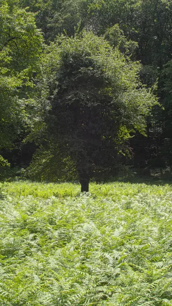 Baum Inmitten Der Massen Grüner Farne Wald — Stockfoto