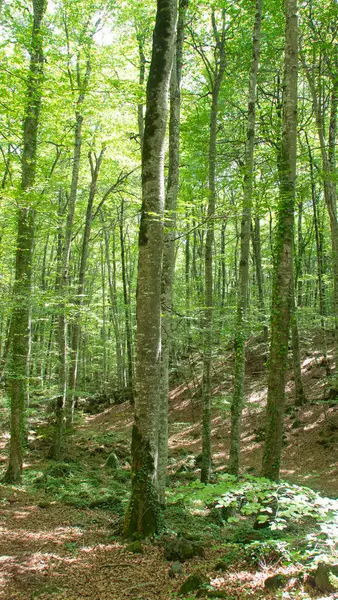 Yazın büyük kayın ağaçları ormanı