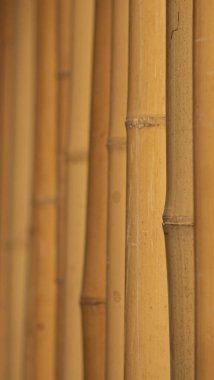 Arka plan olarak süslemeli veya bölmeli kurutulmuş sarı bambu kamışların ayrıntıları.