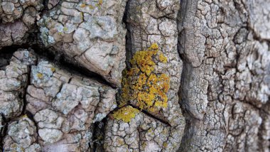 Ortasında sarı liken olan kırık bir kütüğün yüzeyi..