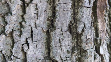 Bir ağacın gövdesinin dokusuna yakın çekim