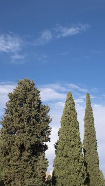 Mavi gökyüzü gününde bir dizi selvi.