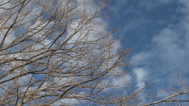 Yapraksız bir ağacın dalları