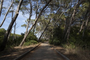 Akdeniz çamları arasında ıssız bir yol