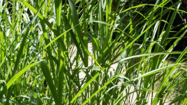 Yeşil yapraklı bitkisel bitki.