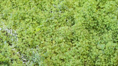 Açık bir bahçede yeşillik yapraklarının yakın çekimi.