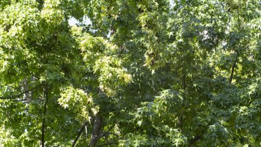 Bir ağacın yeşil yapraklarına yakın.