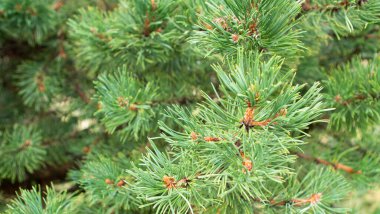Bir ağacın yeşil yapraklarına yakın.