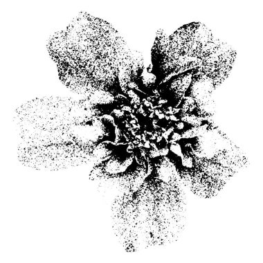 Cesur, yüksek kontrastlı, tek renkli bir çiçek silueti. Klasik, minimalist ve doğadan esinlenilmiş tasarım projeleri için mükemmel. Vektör illüstrasyonu