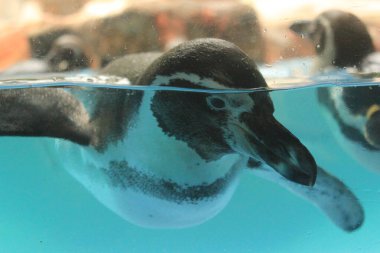 Penguen yüzünü kapatın.