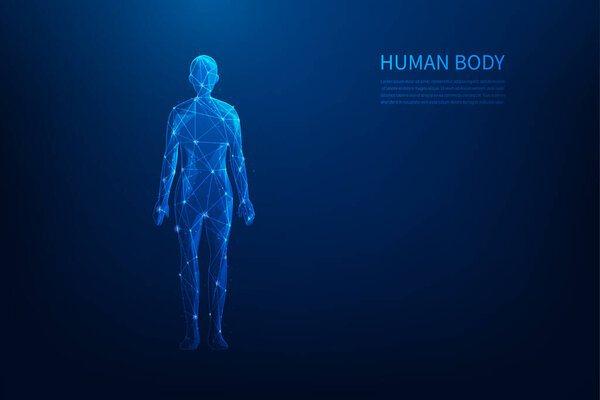 human body science low poly wireframe technology on blue background. anatomy line and dot shape. medical science concept. vector illustration fantastic design.