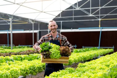 Genç tarım işletme sahibi çiftçi sepetin içinde organik hidroponik sebzelerle çalışarak ihracata hazırlanıyor. 