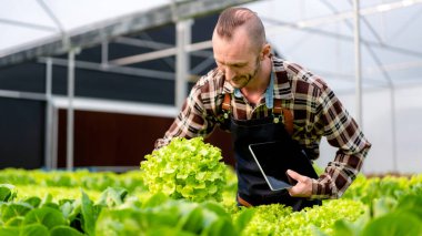 Genç tarım işletme sahibi çiftçi ve organik hidroponik sebze kalitesini kontrol ederek sera plantasyonunda işletmeye ihracata hazırlanıyor..
