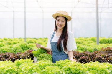 Akıllı kadın çiftçi, sera plantasyonunda organik sebze kalitesini kontrol ediyor ve çalışıyor..