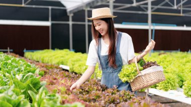Akıllı kadın çiftçi, sera plantasyonunda organik sebze kalitesini kontrol ediyor ve çalışıyor..