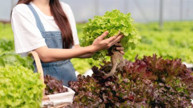 Akıllı kadın çiftçi, sera plantasyonunda organik sebze kalitesini kontrol ediyor ve çalışıyor..