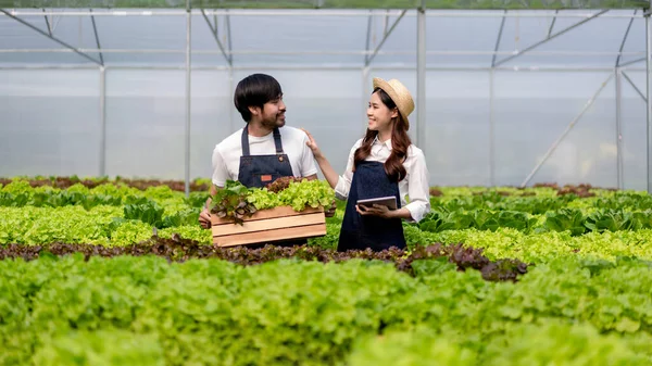 Deux Propriétaires Agrobusiness Couple Agriculteur Travaillant Élevant Des Légumes Hydroponiques — Photo
