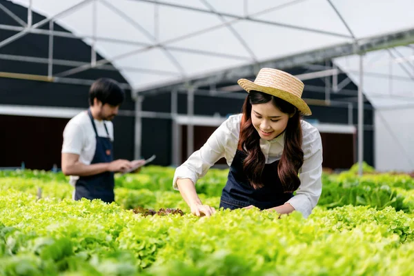 Unga Par Jordbruksföretag Smedja Arbetar Och Kontrollera Ekologisk Hydroponic Grönsakskvalitet — Stockfoto