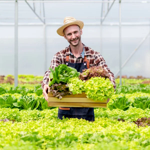 Jóvenes Propietarios Agronegocios Agricultor Trabajando Acaparando Verduras Hidropónicas Orgánicas Canasta — Foto de Stock