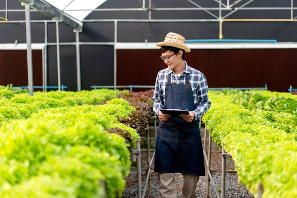 Joven Agricultor Inteligente Trabajando Comprobando Calidad Las Verduras Hidropónicas Orgánicas — Foto de Stock