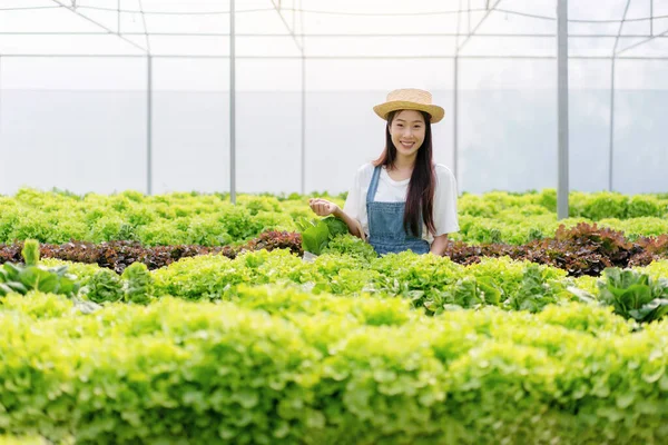 Akıllı Kadın Çiftçi Sera Plantasyonunda Organik Sebze Kalitesini Kontrol Ediyor — Stok fotoğraf