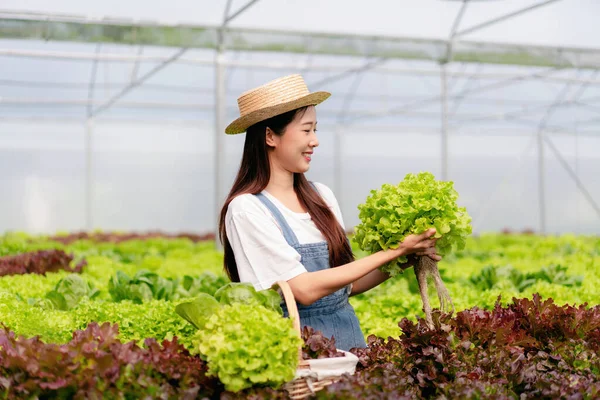 Femme Agricultrice Intelligente Travaillant Contrôlant Qualité Des Légumes Hydroponiques Biologiques — Photo