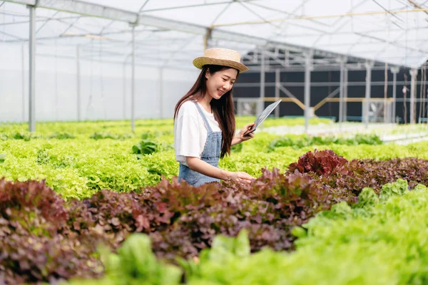 Mujer Agricultora Inteligente Trabajando Comprobando Calidad Vegetal Hidropónica Orgánica Plantación —  Fotos de Stock