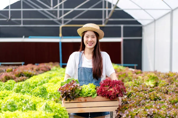Mulher Agricultor Inteligente Trabalhando Prendendo Vegetais Hidropônicos Orgânicos Cesto Para — Fotografia de Stock