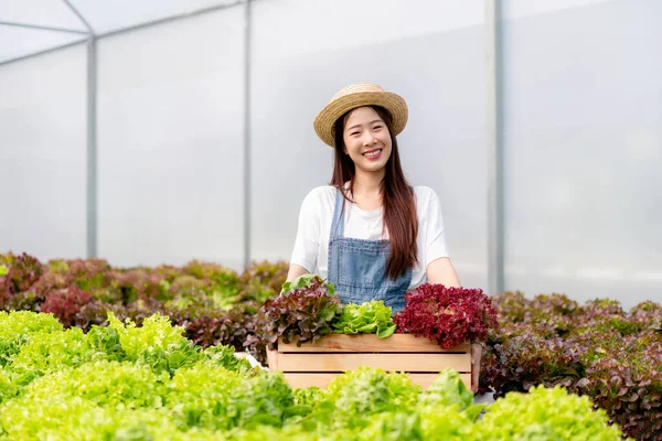 Akıllı Kadın Çiftçi Sepetin Içinde Organik Hidroponik Sebzelerle Çalışıyor Satışa — Stok fotoğraf