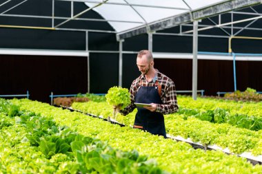 Genç tarım işçisi akıllı çiftçi elinde tablet tutuyor ve organik hidrofonik sebzeleri kontrol ederek satmak için hasat ihracatını hazırlıyor..