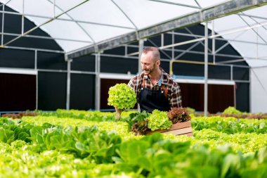 Tarım işçisi akıllı çiftçi gülümseyen ve sepetin içinde organik hidrofonik sebzeler tutan satış için ihracat hazırlayan.