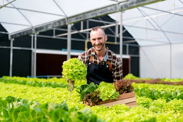 Tarım Işçisi Akıllı Çiftçi Gülümseyen Sepetin Içinde Organik Hidrofonik Sebzeler — Stok fotoğraf