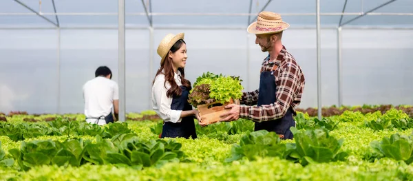 Two Couple Agribusiness Owner Farmer Working Holding Organic Hydroponic Vegetable — Stock Photo, Image