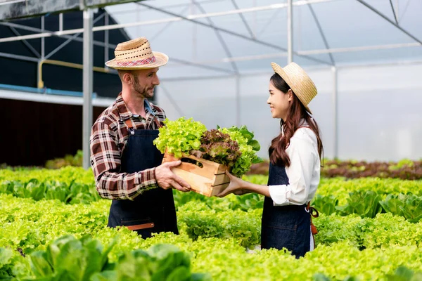 Två Par Jordbruksägare Bonde Arbetar Och Håller Ekologisk Hydroponic Grönsaker — Stockfoto