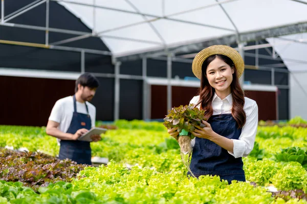Unga Par Jordbruksägare Ler Arbetar Och Kontrollera Ekologisk Hydrokultur Grönsakskvalitet — Stockfoto