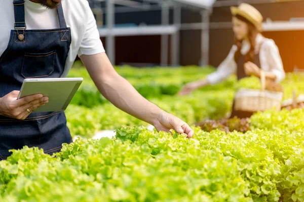 Unga Par Jordbruksföretagare Som Arbetar Och Kontrollera Ekologisk Hydroponisk Grönsakskvalitet — Stockfoto