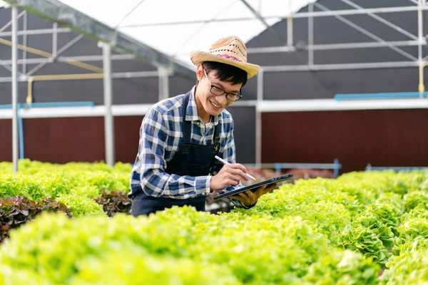 Elinde Tablet Tutan Akıllı Çiftçi Sera Ekiminde Organik Sebze Kalitesini — Stok fotoğraf