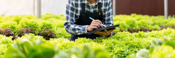 Hombre Inteligente Agricultor Sosteniendo Tableta Trabajo Control Calidad Vegetal Hidropónica — Foto de Stock