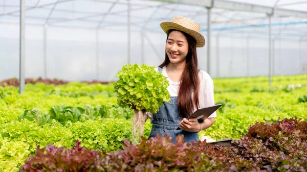 聪明的女农拿着石碑在温室种植园工作 检查有机水栽蔬菜的质量 以收获准备出口销售 — 图库照片