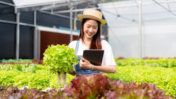 温室で有機水耕栽培の野菜の品質をチェックし 販売するための輸出を準備収穫するためにタブレットを保持する女性スマート農家 — ストック写真