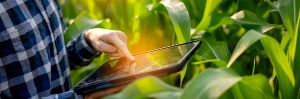 農業分野の技術を活用したシステム管理を行いながら トウモロコシの野菜の量や品質を調べるためにデジタルタブレットを使用するスマート農家 — ストック写真
