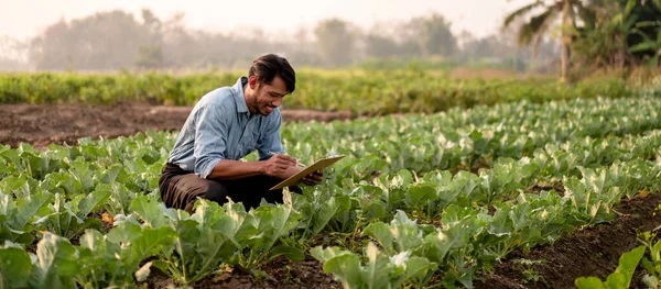 Smart farmer examining quality crop of cabbage vegetables and writing vegetable growth information on clipboard while working and planning system control with technology at agricultural field.