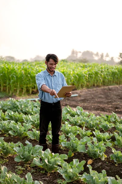 Smart Jordbrukare Undersöka Kvalitet Gröda Kål Grönsaker Och Kontrollera Grönsaker — Stockfoto
