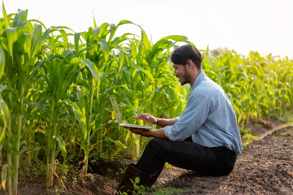 Умный Фермер Печатает Ноутбуке Проверки Количества Качества Урожая Кукурузы Овощей — стоковое фото